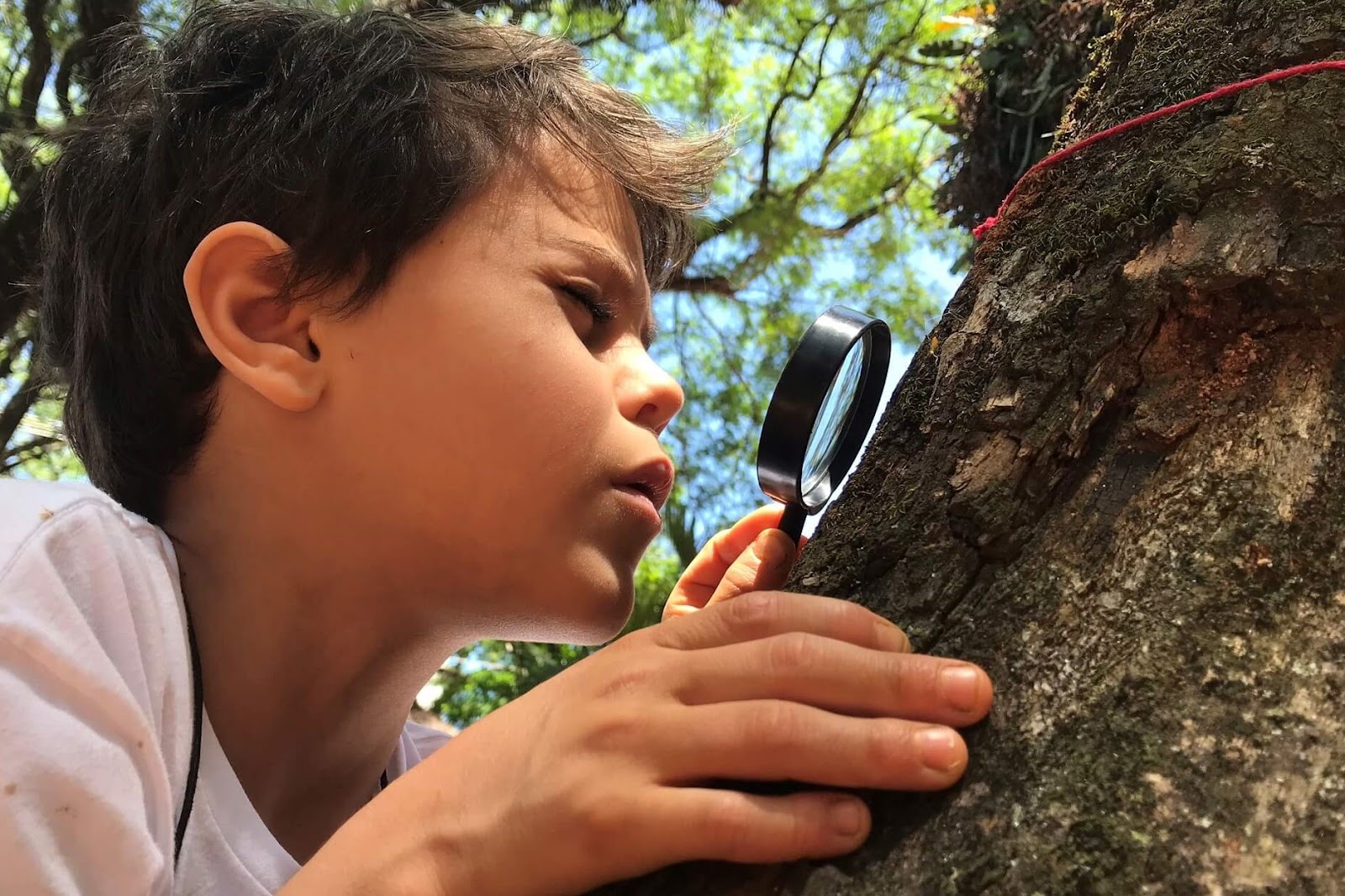 A imagem mostra um menino segurando uma lupa. Ele observa algo no tronco de uma árvore.