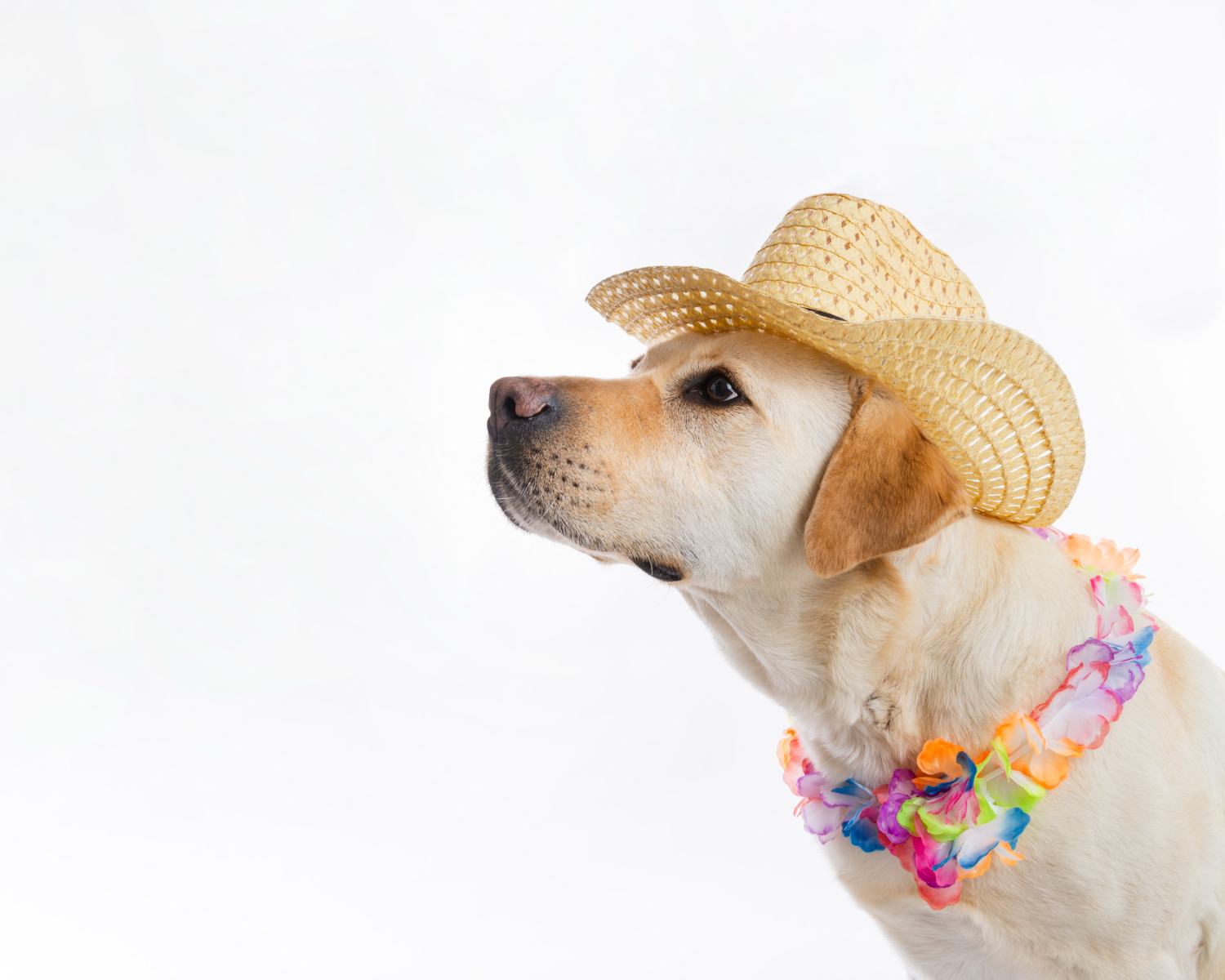 This is the image of a dog wearing a hat.
