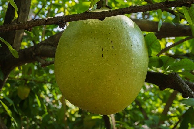 Bottle Gourd 
