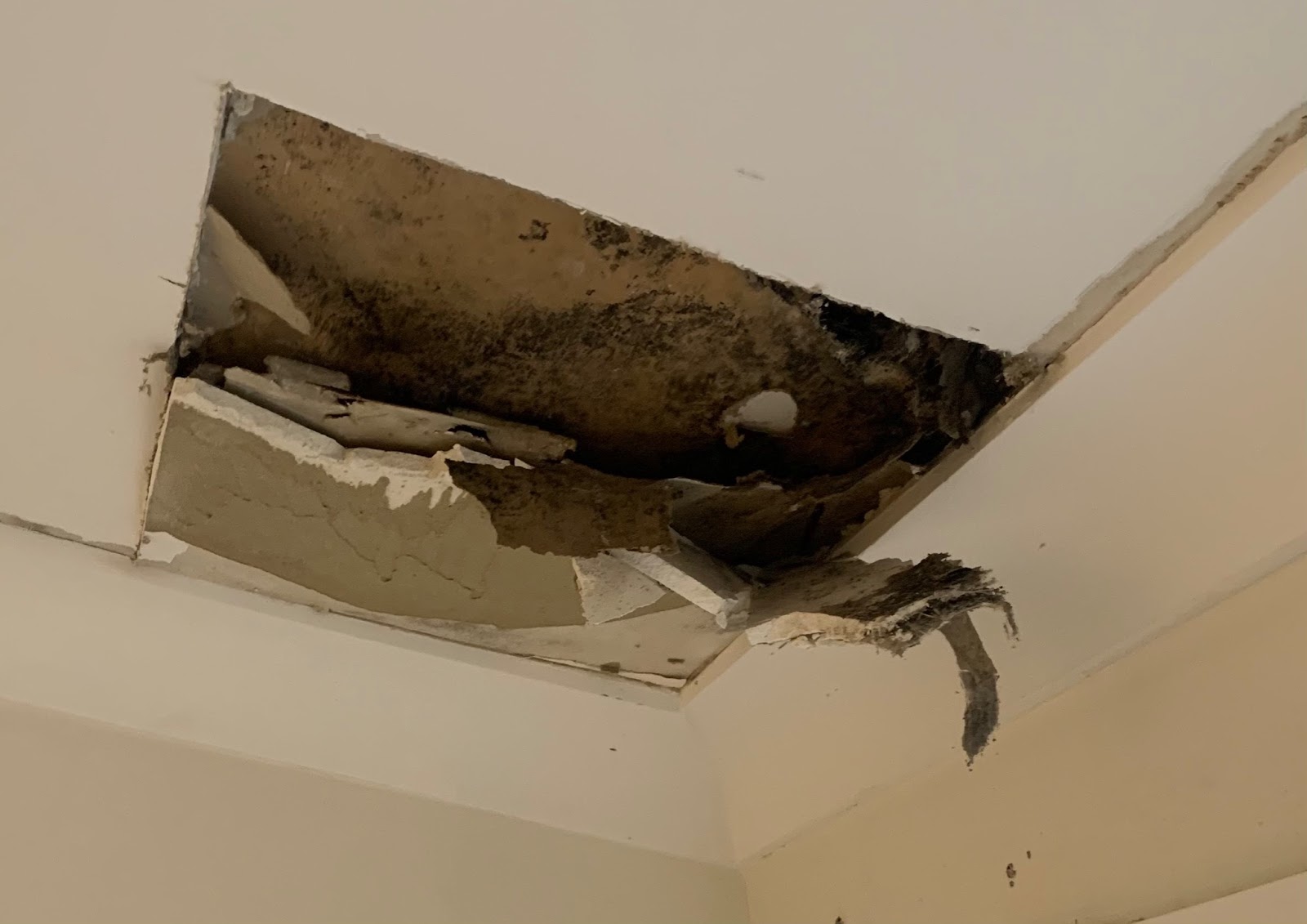 Mould spread through your ceiling