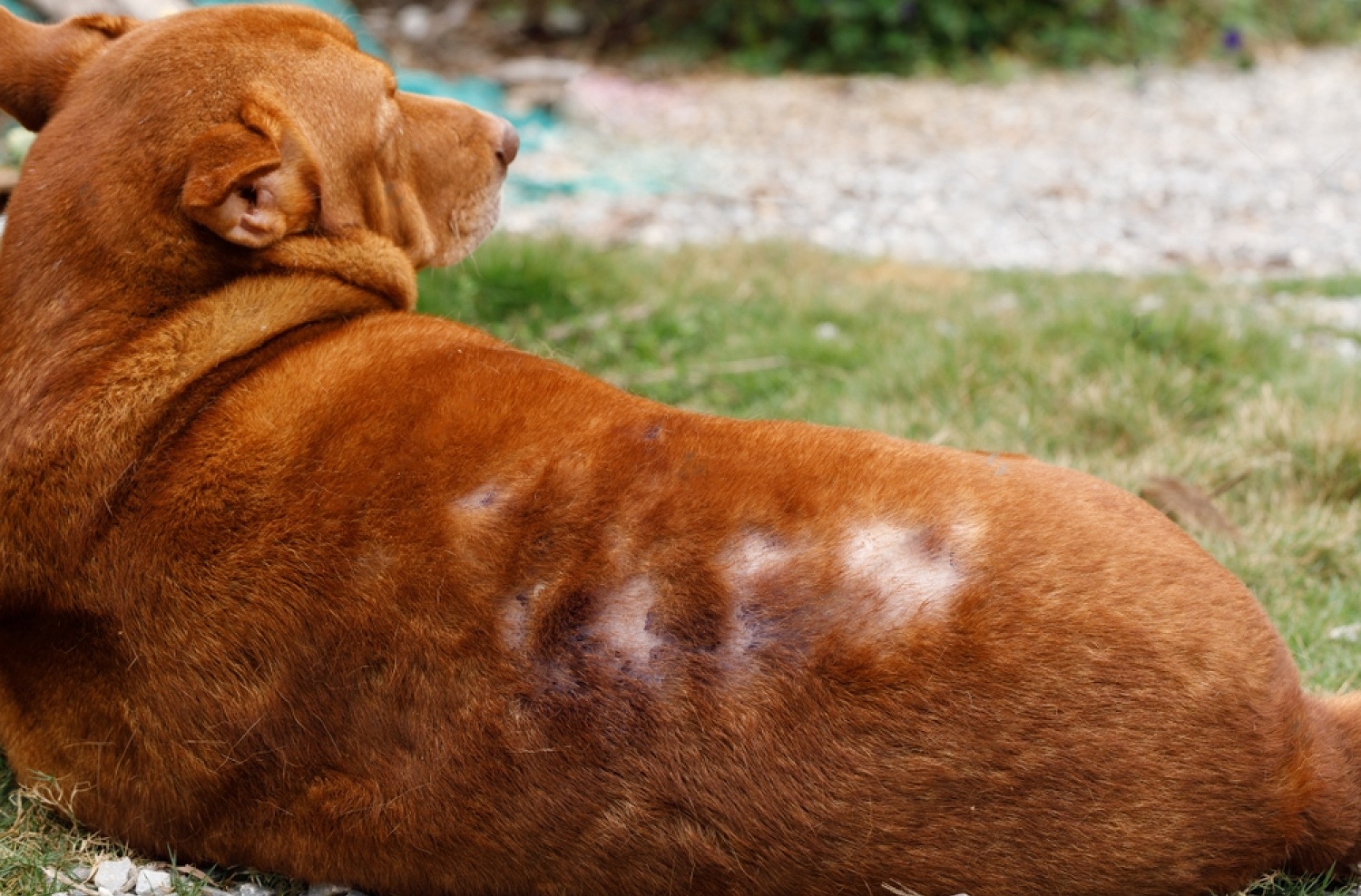 How To Treat Mange In Dogs At Home 7 9eMB5iI3Zqwaa8iuntYM6phLj7lNO3 eqpktgfF Ter69T6xIueQuiy84L8q0fa4dnRa79dyzMkqWu0T3uVeR6y8B61gXNsHw Ug1g