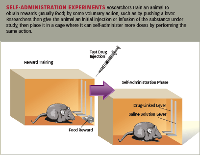 mouse experiment with cocaine and water for rats