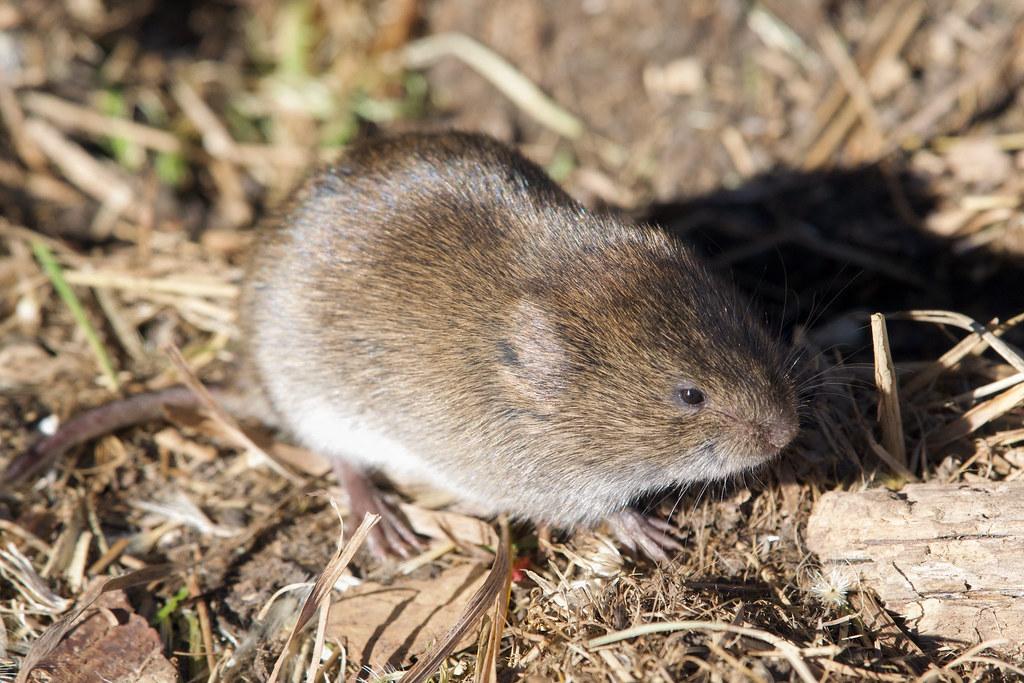 A rodent standing on a dry grass field

Description automatically generated
