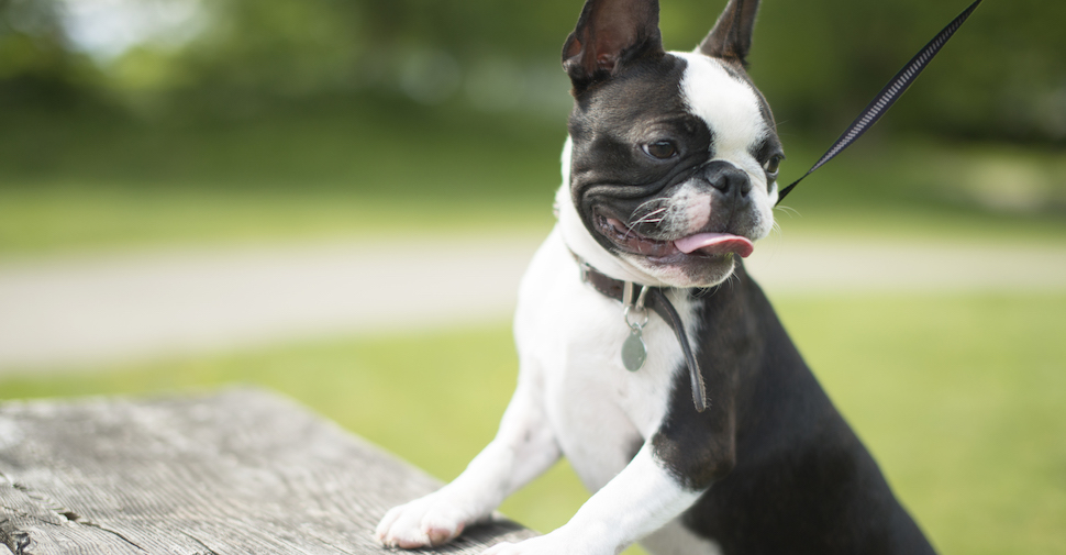 Black and white Boston Terrier with pointed ears, and paws up on a wooden table