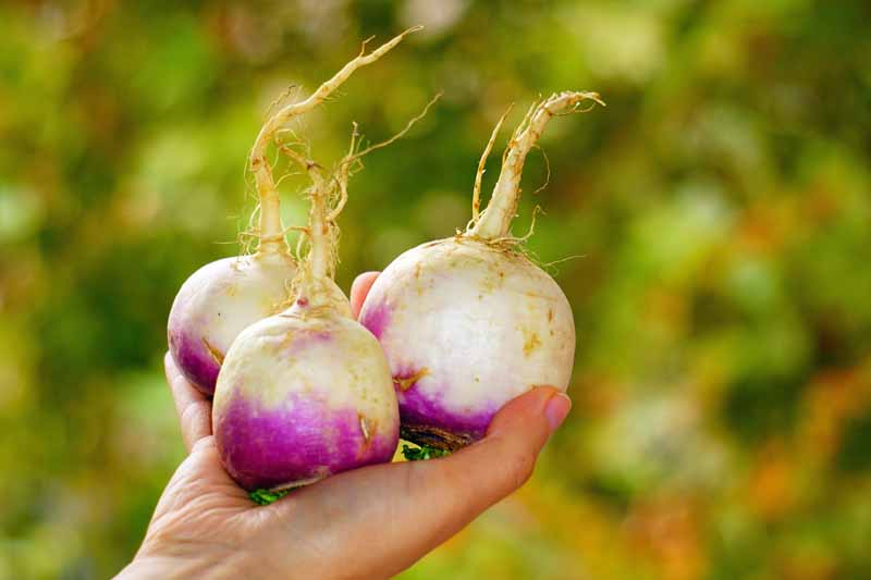 Turnips