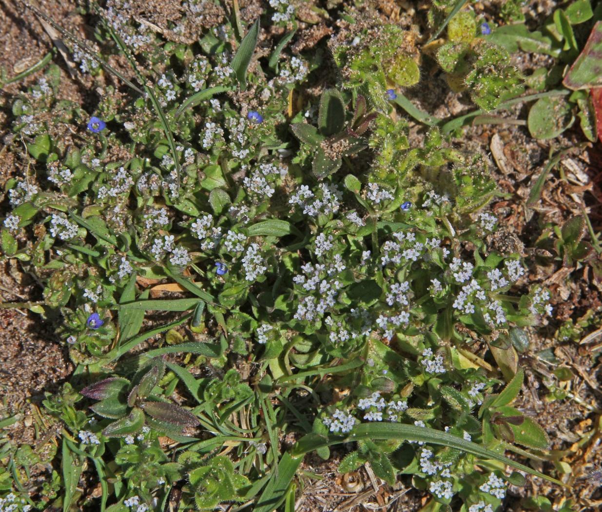 C:\Users\user\Pictures\UK Plants\Valerianella locusta var. dunensis 3311.JPG