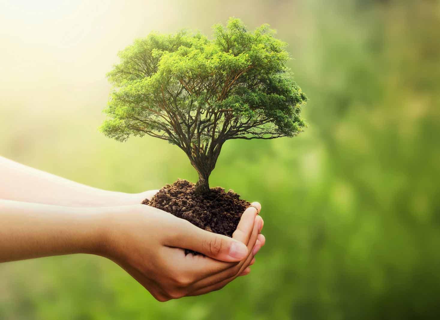 Are There More Trees Now Than 100 Years Ago?
