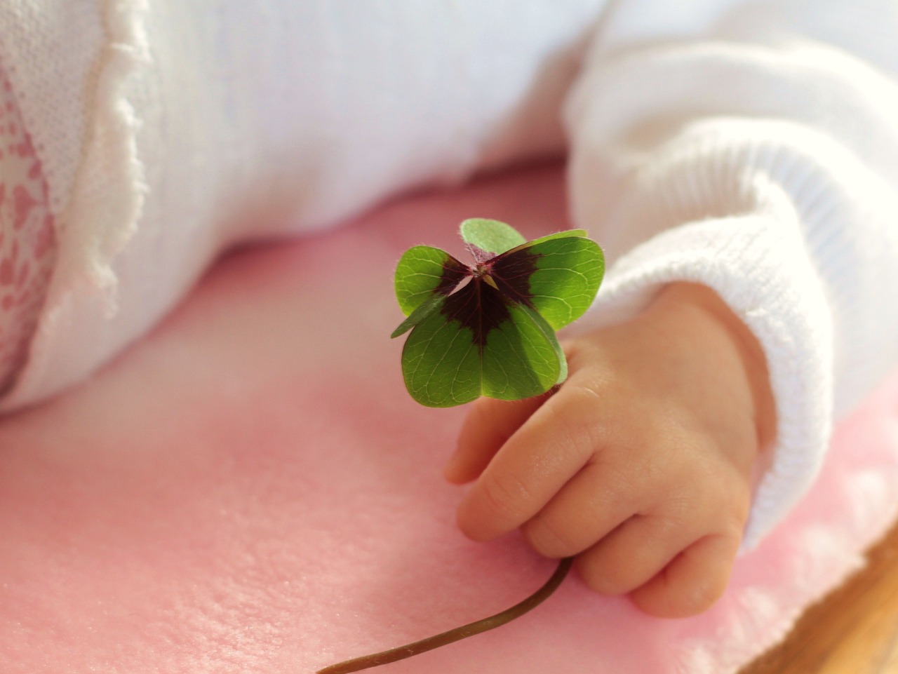 A baby holding a four-leaf clover in its hand.
