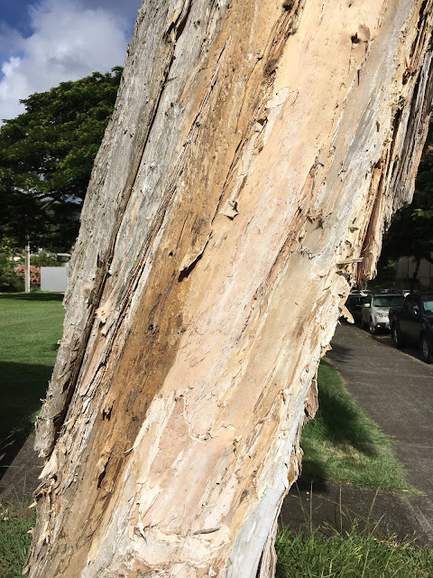 How long should you season paperbark wood