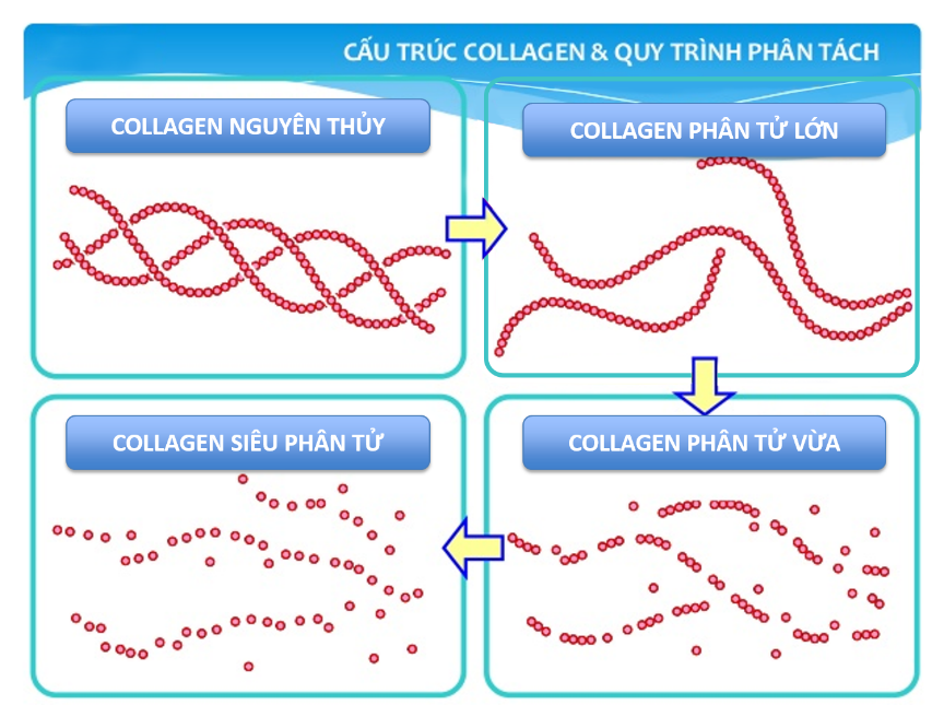 collagen-kho-la-gi