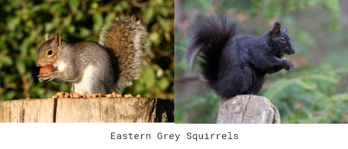 Eastern Grey Squirrels