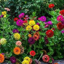 :zinnia state fair mix.jpg