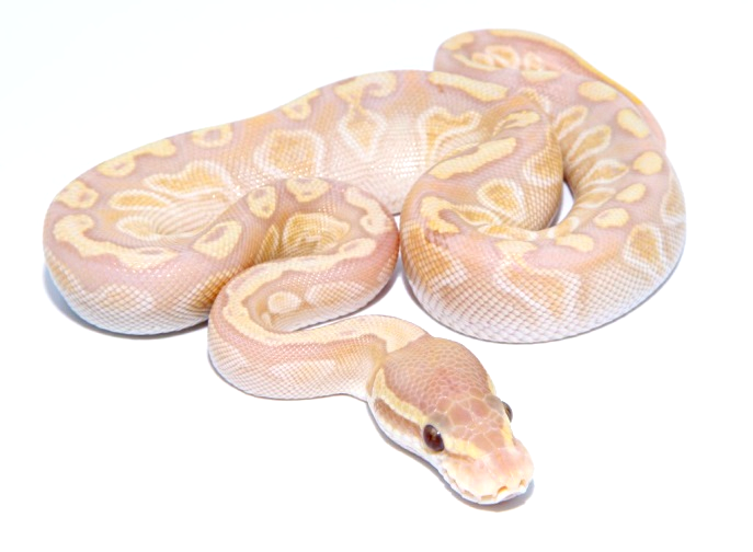 Lesser GHI Ultramel Ball Python by Morph Jungle - MorphMarket USA