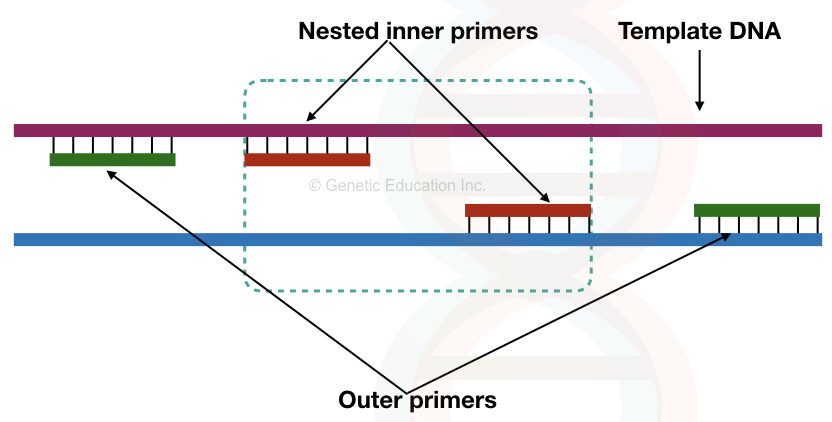 The illustration of the nested PCR setup. 