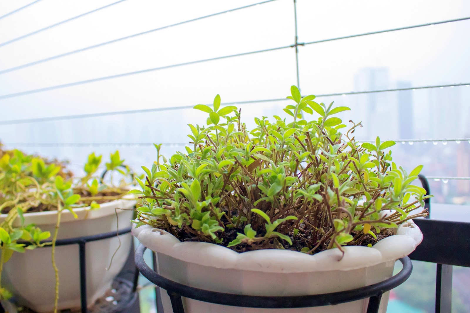 Potted plants near window