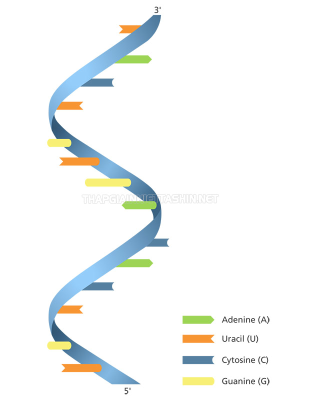 ARN có cấu trúc là 1 sợi xoắn ốc