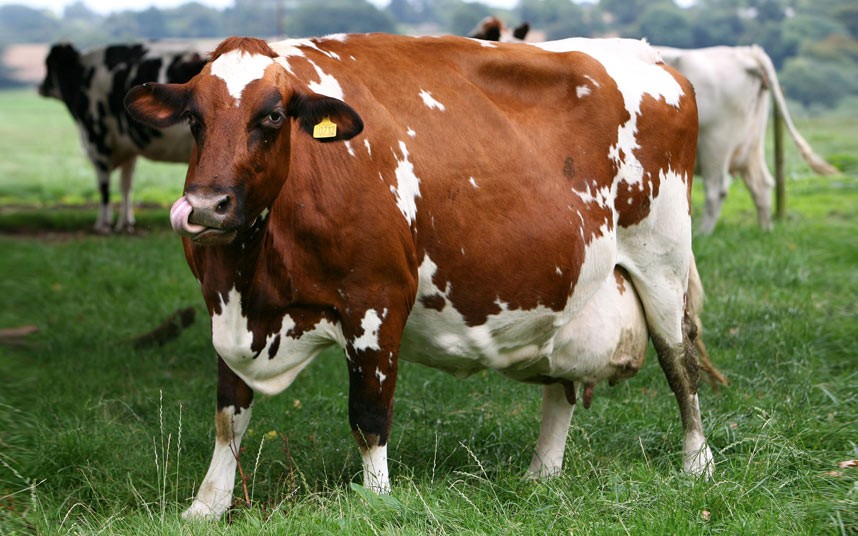 cow2.jpg