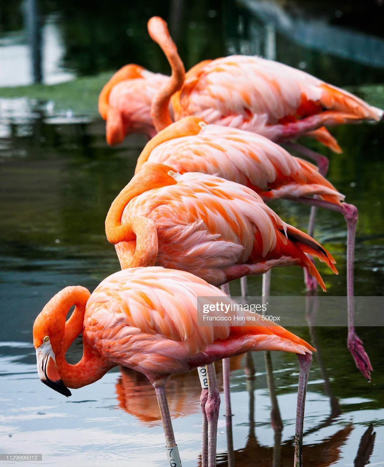 C:\Users\Valerio\Desktop\american-flamingo-phoenicopterus-ruber-picture-id1129999312.jpg