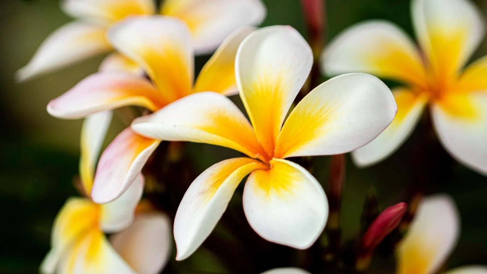 Flowers for bhoomi puja