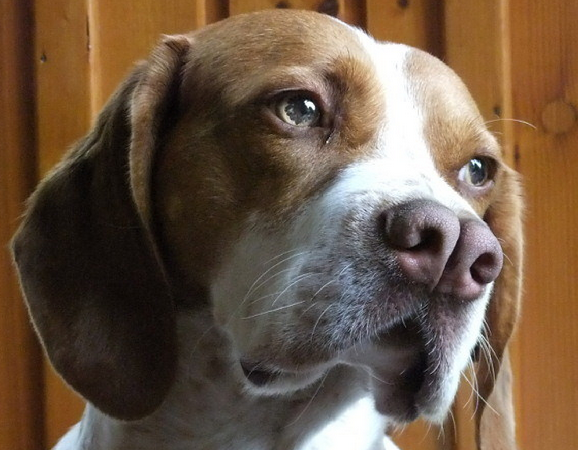 20 raças de cachorros mais 'estranhos' do mundo