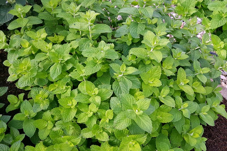 Apple Mint
