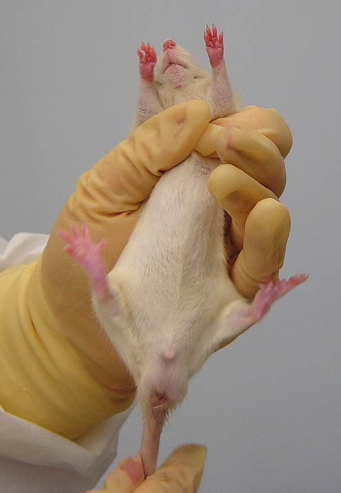 Restraint of a rat by grasping it around the thorax.