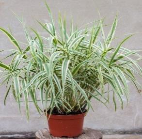 https://www.vitroflora.pl/img/produkty/rosliny/_big/arundo-ely_79539_2.jpg