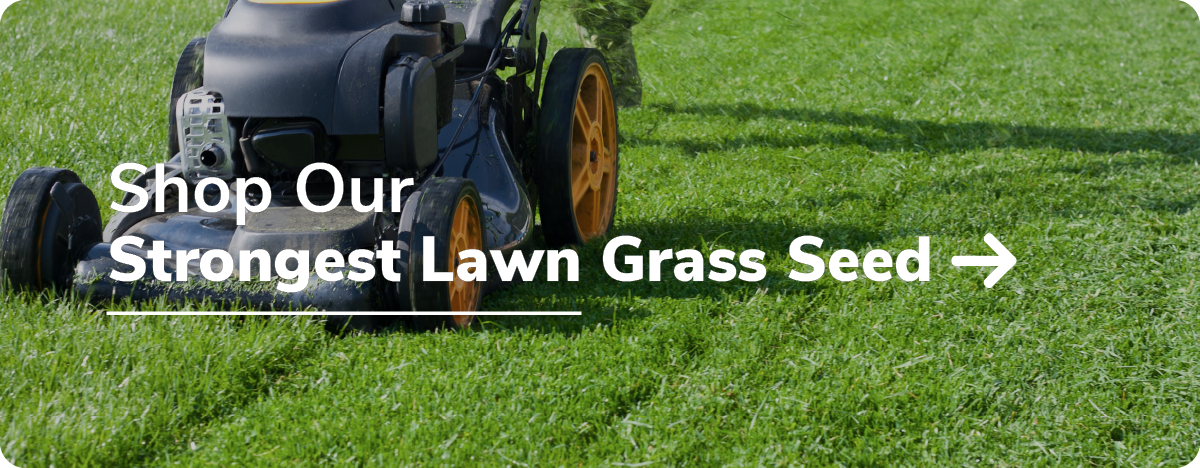 lawn mower cutting grass with words that say shop our strongest lawn grass seed