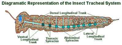 Diagramatic  Representation of tha insect tracheal system