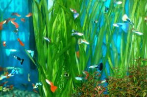 Guppies Guppy Fancy Cola de abanico Peces tropicales