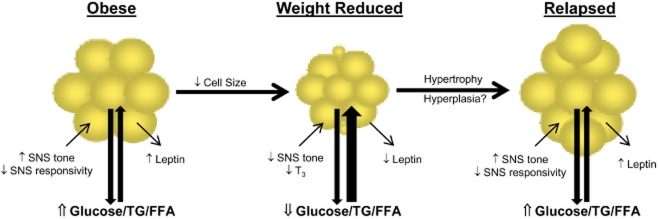 fat cells