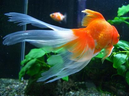 Goldfish Dietary Needs