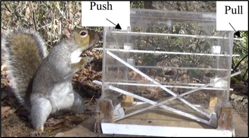 A squirrel uses its nose to push a lever and release a nut. The researchers nicknamed this individual The Iron Fist because of his semi-orange paw. Image reprinted with researcher permission.
