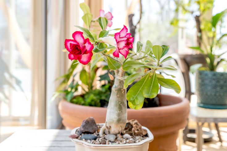 Adenium Plant Care and Grow: Everything You Need to Know