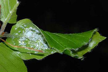 https://influentialpoints.com/Images/Phyllaphis_fagi_colony_leaf_folded_enclosing_colony_on_Fagus_sylvatica_at_Trinity_Hill.jpg