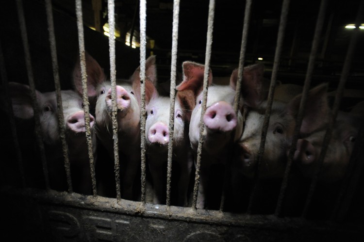 Pigs crowd together behind bars inside a Finnish factory farm.
