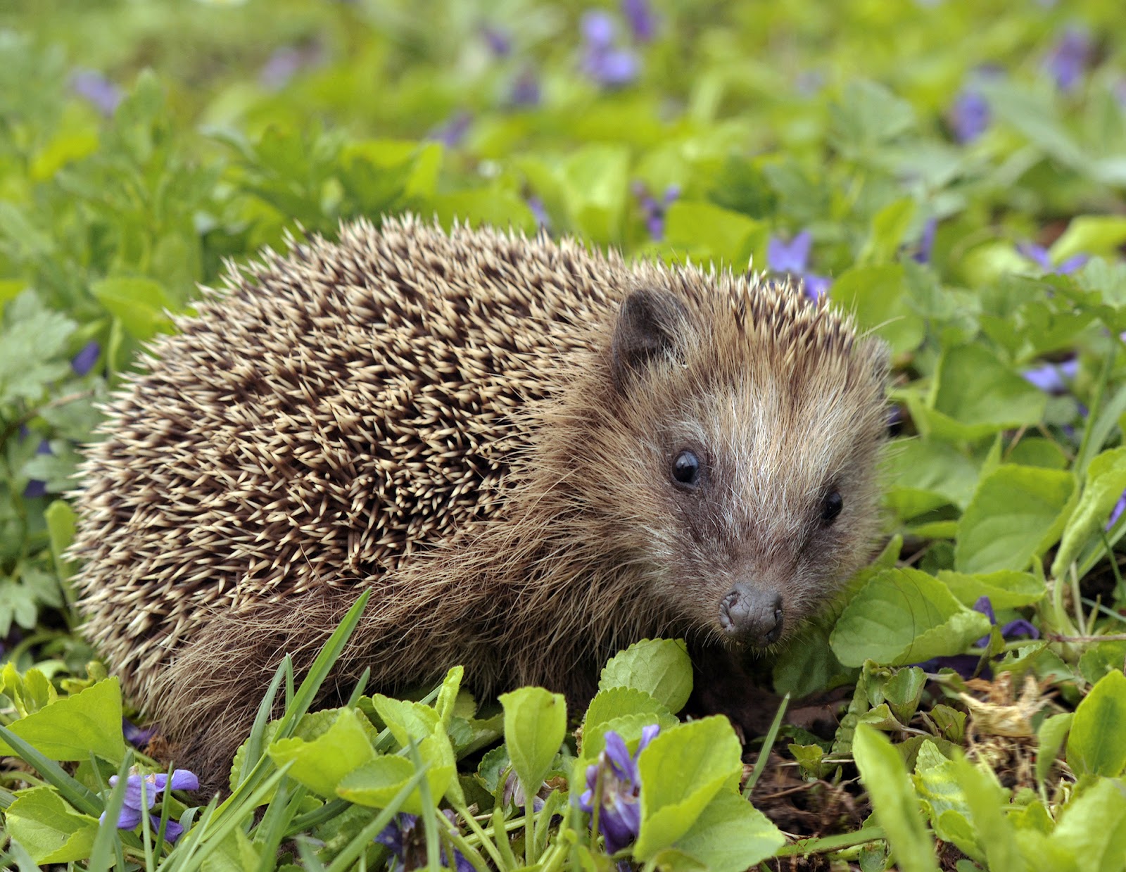 Image result for european hedgehog