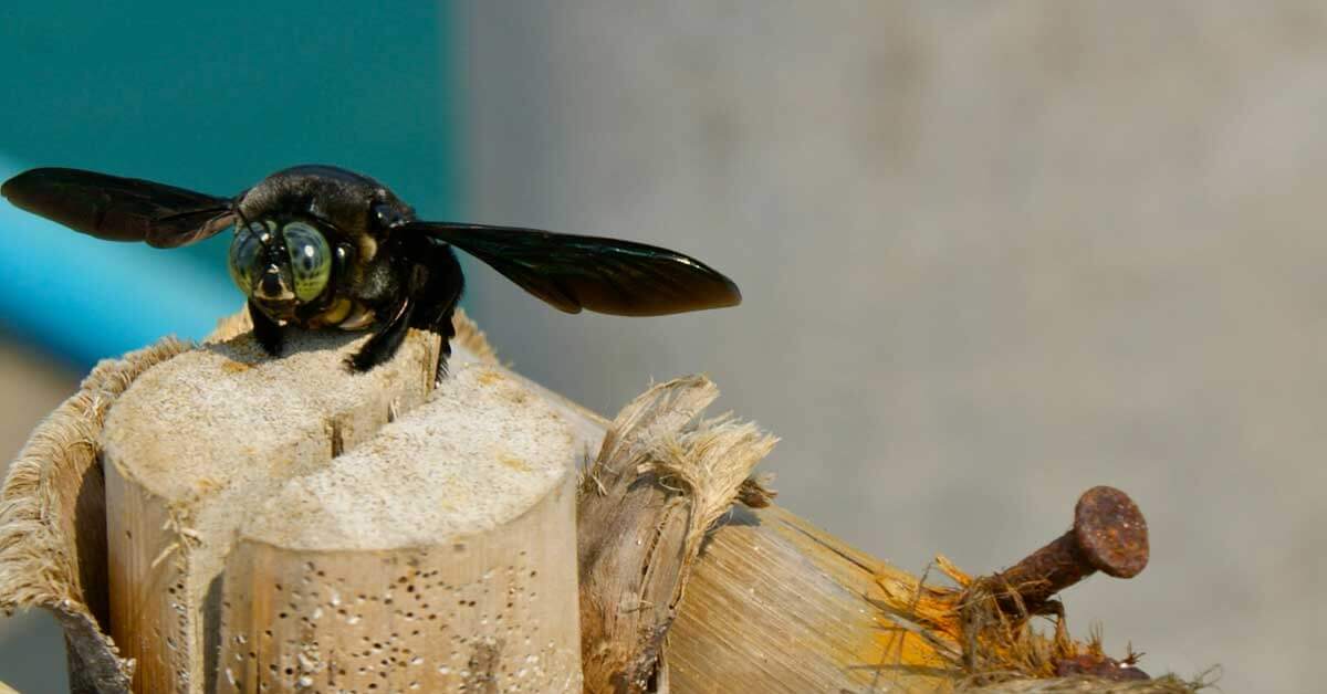 How to Get Rid of Carpenter Bees: Step-By-Step Process