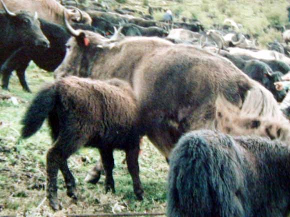 A yak herd in Qinghai-Tibetan highlands.
