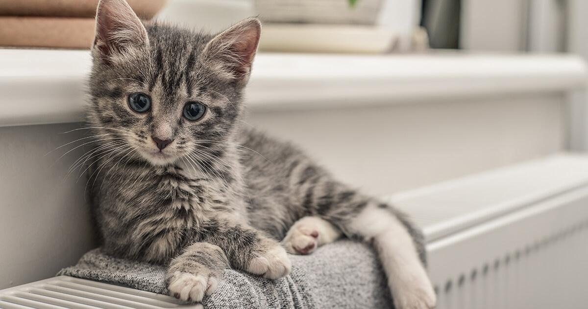 si un chaton ne mange pas, cela peut-être lié au fait qu'il ne connait pas cette nourriture