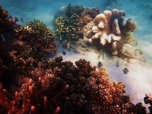 terumbu karang timor