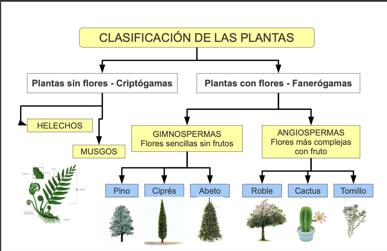 Diagrama

Descripción generada automáticamente