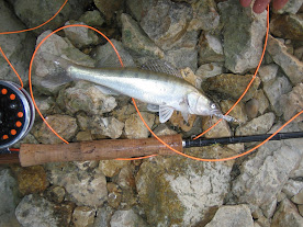  Първа бяла риба с мухарката