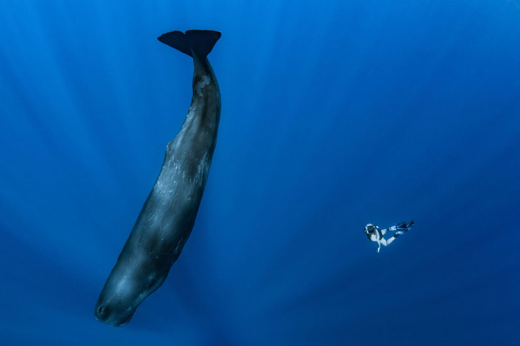 Ballenas.