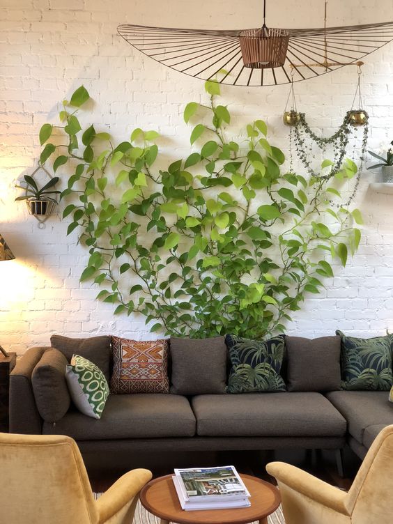 An indoor climbing plant home decoration
