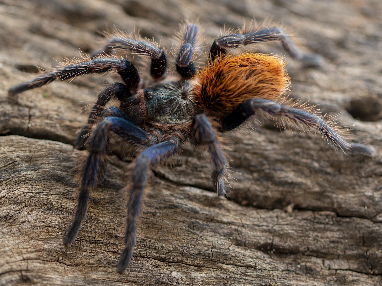 Tarantula crawling on bark