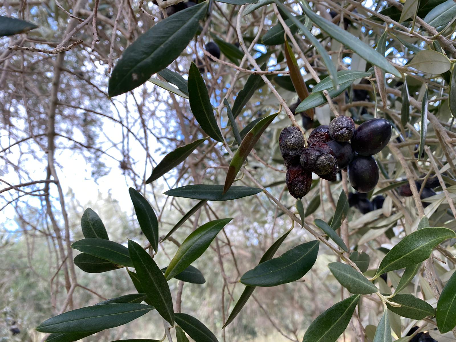 Ripe olives on the tree, infected by anthracnose, the main source of dispersal of the inoculum