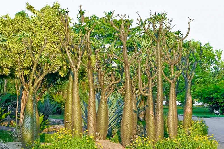 Madagascar Palm (Pachypodium lamerei)