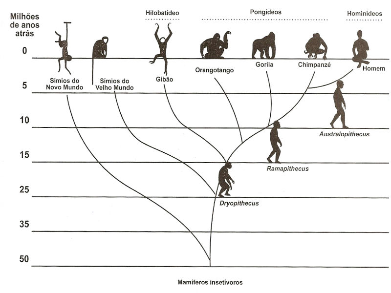Resultado de imagem para arvore filogenetica evolução do homem