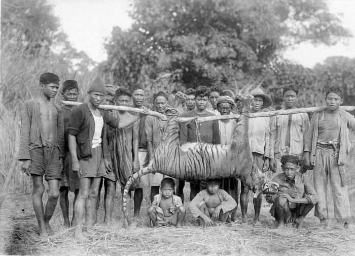 Harimau-Jawa-di-Maliping-Banten 1941.jpg